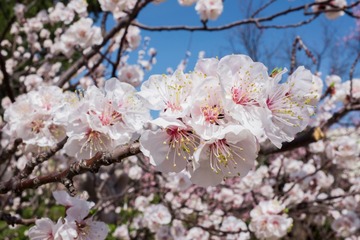 又是一年花满枝