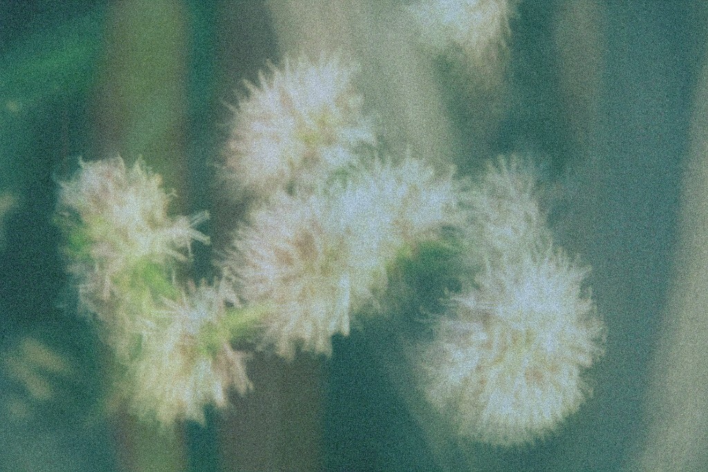六一儿童节  南山植物园