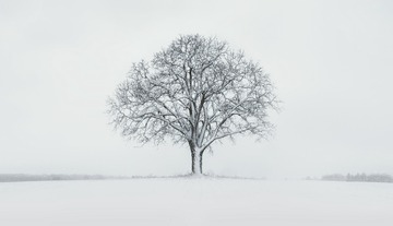 Lonely Tree