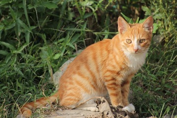 IMG_0992.JPG