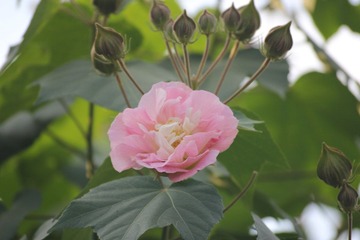 IMG_1054.JPG