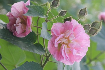 IMG_1064.JPG