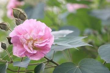 IMG_1069.JPG