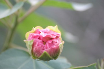 IMG_1071.JPG