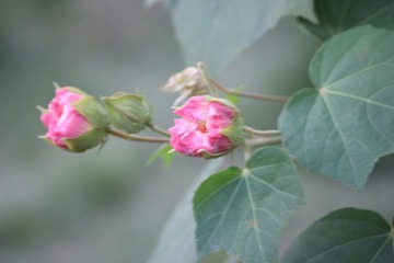 IMG_1072.JPG