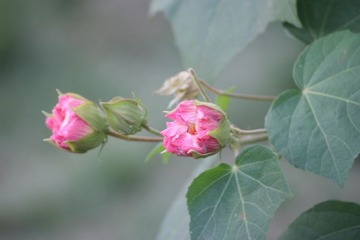 IMG_1073.JPG