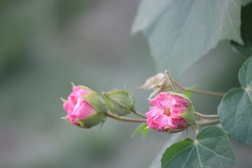 IMG_1074.JPG