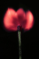 DPP_0376.JPG