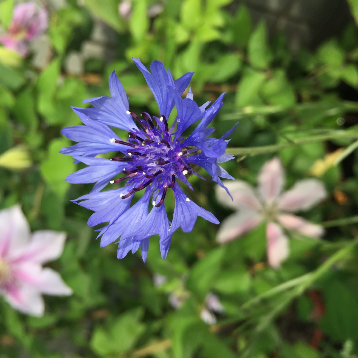 蓝色矢车菊德国国花