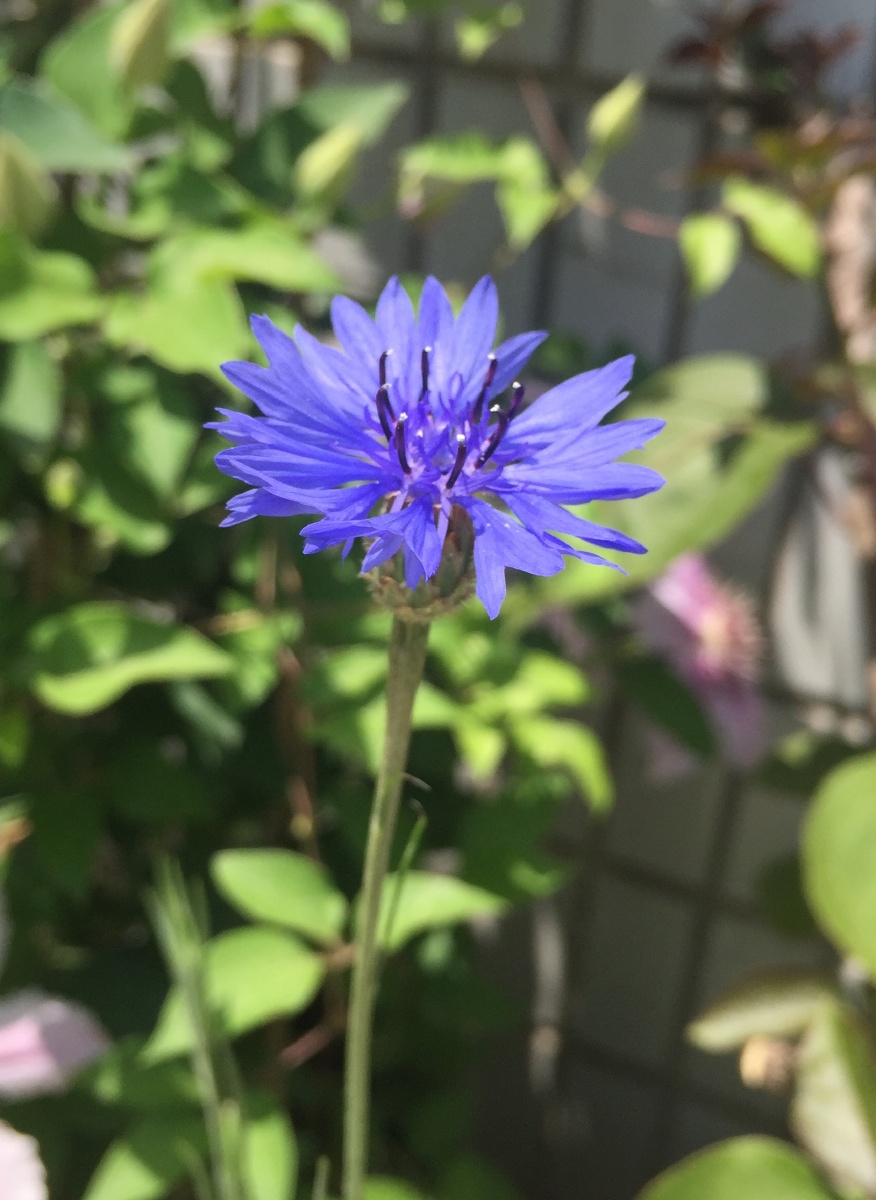 蓝色矢车菊德国国花