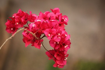 IMG_7831.JPG