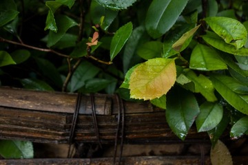 DSC02181_