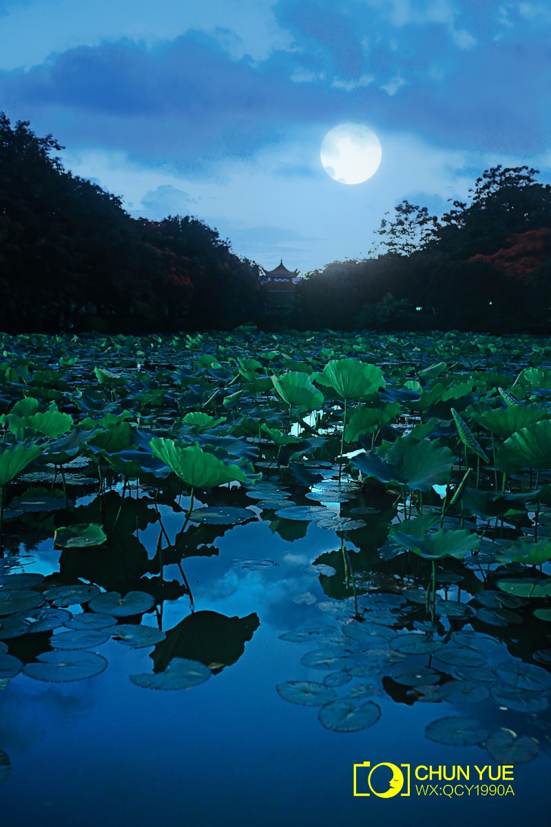 荷塘月色