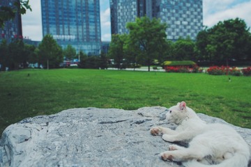 大厦的猫