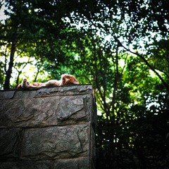 SDIM0293