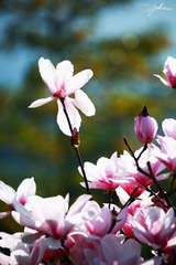 IMG_8384.jpg
