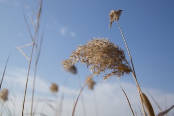 DSC08060-1.jpg