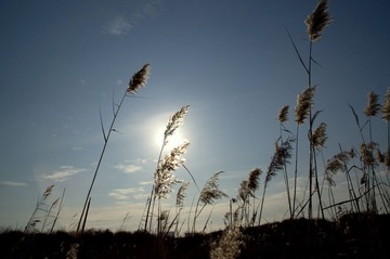 DSC08030-1.jpg