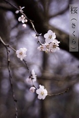 DSC04702.JPG