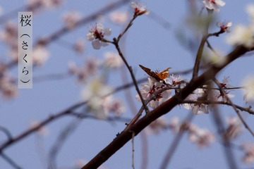 DSC04845.JPG