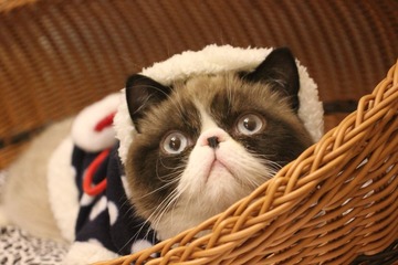 猫掌柜0