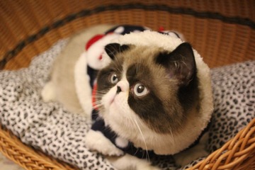 猫掌柜1