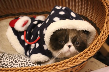 猫掌柜2