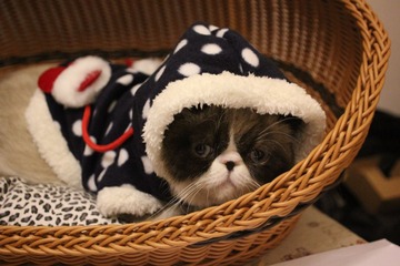 猫掌柜3