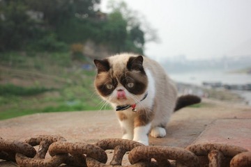 猫掌柜001