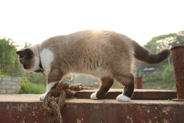 猫掌柜004
