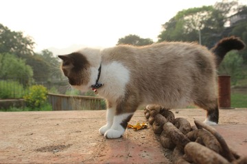 猫掌柜008