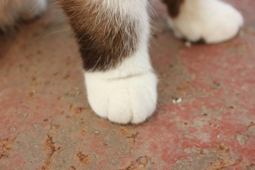 猫掌柜011