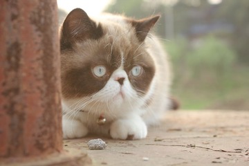 猫掌柜013