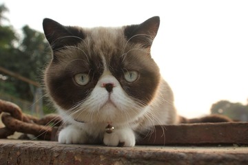 猫掌柜019