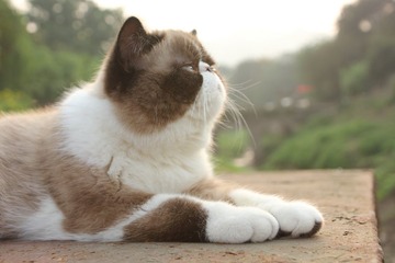猫掌柜021