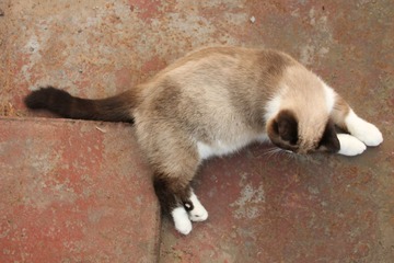 猫掌柜022