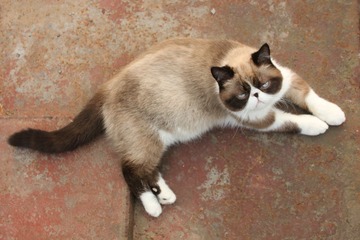 猫掌柜023