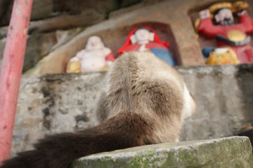 猫掌柜026