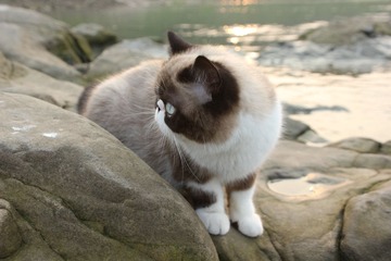 猫掌柜030