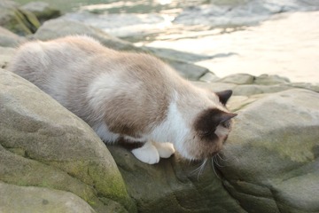 猫掌柜031