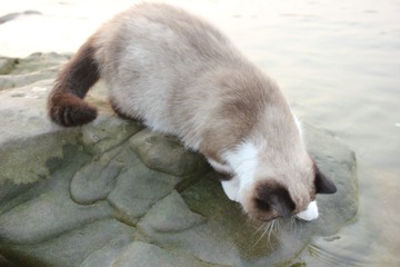 猫掌柜034