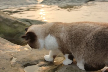 猫掌柜038