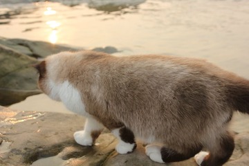 猫掌柜040