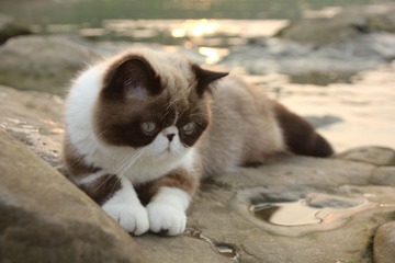 猫掌柜043