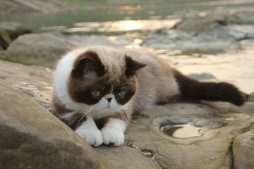猫掌柜044