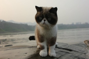 猫掌柜050