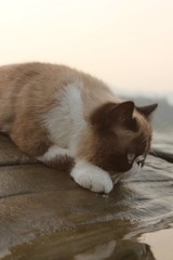 猫掌柜060