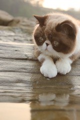 猫掌柜062