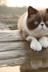 猫掌柜063