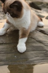 猫掌柜067